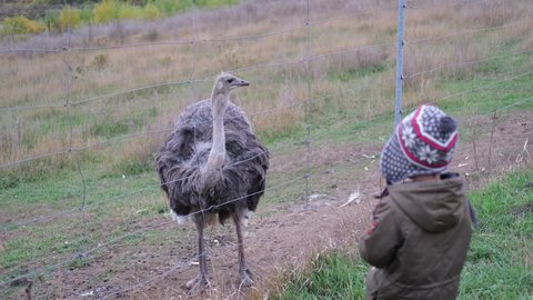 little boy feeding simply ostrich, is a species of large flightless bird