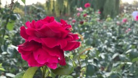 Gorgeous red rose blooms in the garden. For video presentation, advertising, background