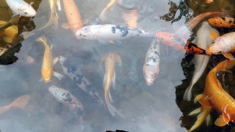 Koi fish or carp fish swimming in pond. It golden red orange and yellow of body koi fish. fish swim in the pond. It more colorful varieties in outdoor po