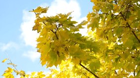 Yellow maple leaves sway in the wind against the background of the blue sky and floating clouds. Autumn video of yellowed leaves on a warm sunny day.