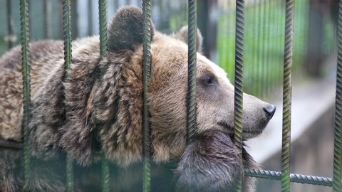 Bear in a cage, animal in the zoo. Keeping bears in the aviary. Wild beast in captivity.
