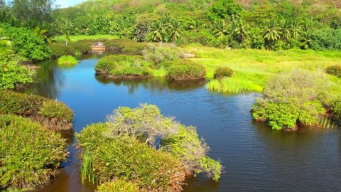 The protected wetland of Mahe island, footage of the untouched nature beautiful location when doing kayaking you can and will see some endemic species of Mahe 