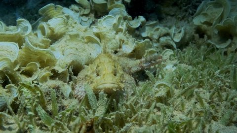 Scorpionfish hiding among sea grass and algae. Tasseled Scorpionfish, Small-scaled Scorpionfish (Scorpaenopsis oxycephala). Slow motion