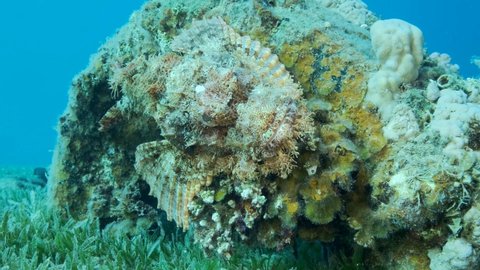 Close-up portrait of Scorpion fish lie on coral. Bearded Scorpionfish (Scorpaenopsis barbata). Slow motion