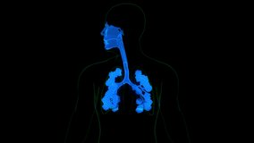 Human Respiratory System Lungs with Alveoli Anatomy Animation Concept. 3D