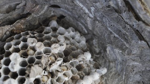 Wasp nest with many grubs