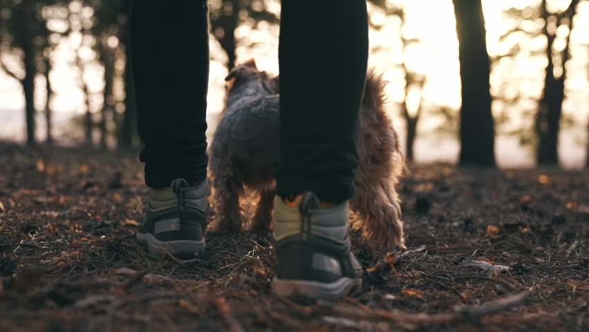 hiker feet walking the dog in the park forest. travel concept. close-up of a leg man walking with a dog in the park in the forest. pet dog walk concept. hiker journey sneakers walking close-up park Royalty-Free Stock Footage #1079854250