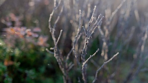 Beautiful branches in frost in the wild tundra forests