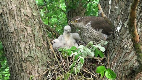 Goshawk female with chicks. Bird at the nest. Nature, forest, nest.