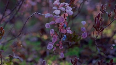 Colorful blueberry bushes with berries in the beautiful nature of the tundra forest in autumn with frost