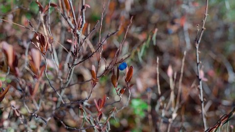 Colorful blueberry bushes with berries in the beautiful nature of the tundra forest in autumn with frost