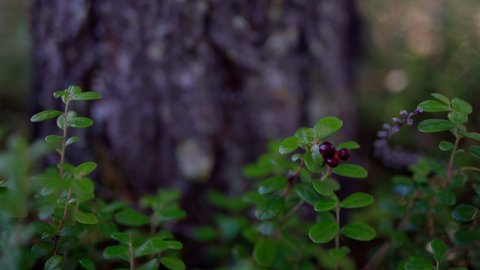 
Cranberry berry in the wild tundra forests