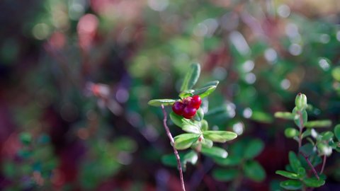 
Cranberry berry in the wild tundra forests