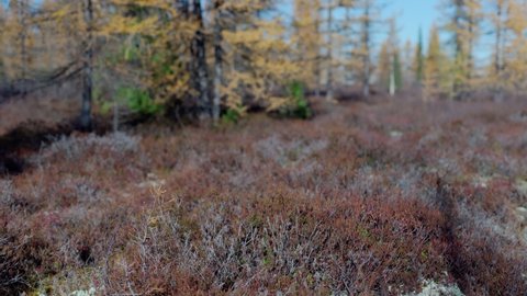 Beautiful nature of the tundra forest in September at the first frost