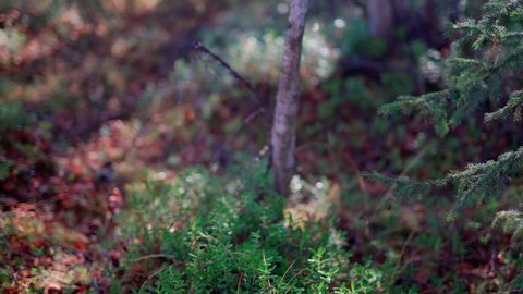 Beautiful nature of the tundra forest in September at the first frost