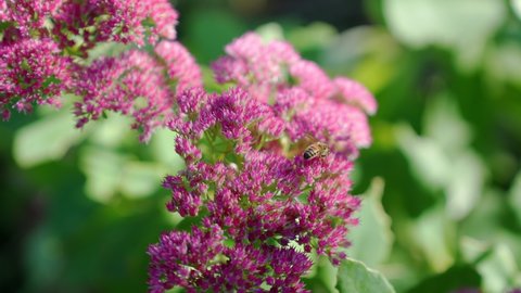 Bee on a Stonecrop plant in autumn. Close-up video footage, 50p, 10 bit