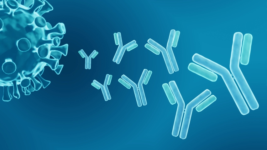 Antibodies, Immune response 3d animation Royalty-Free Stock Footage #1079865656