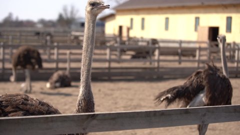 Ostriches behind a wooden fence. Ostrich farm. Ostriches roam freely