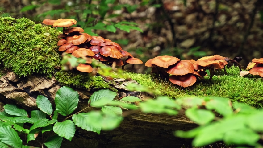 Forest Fallen Tree Covered with Moss and Mushrooms | Shutterstock HD Video #1079870027