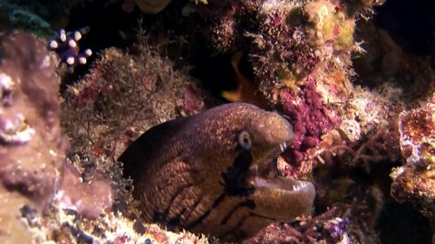 Moray eel underwater on seabed in Maldives. Unique amazing video footage. Abyssal relax diving. Natural aquarium of sea and ocean. Beautiful animals.