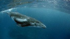 Close-up whale underwater in pure transparent water of Pacific Ocean in Tonga Polynesia.