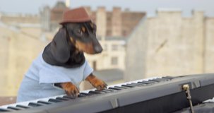 Awesome dachshund puppy in cowboy wide-brimmed hat is doing a little outdoor jam session on the roof. Obedient dog is playing a synthesizer masterfully, camera flies around it.