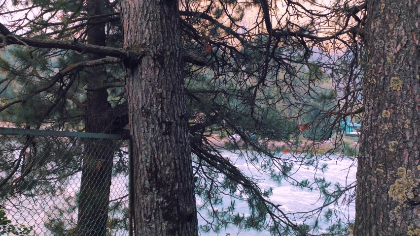 Coniferous Trees With Fast Flowing Water In The Background. - wide shot