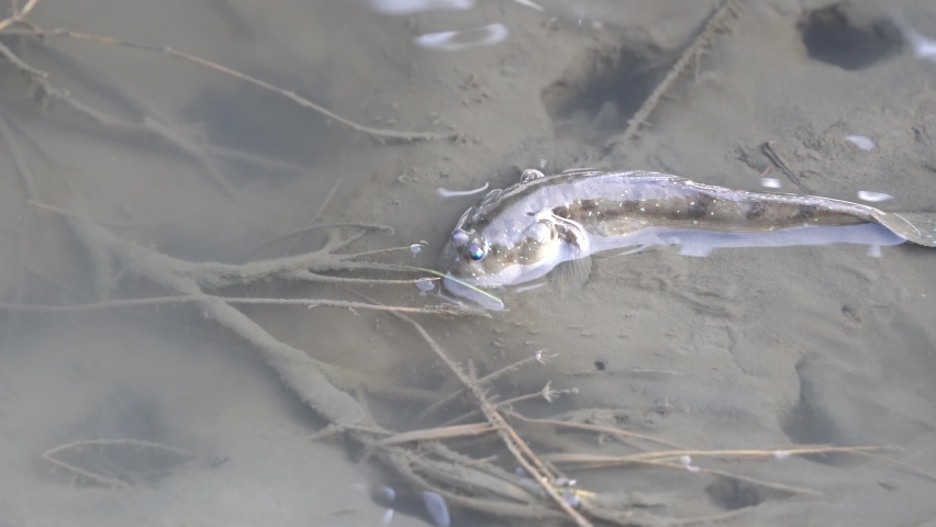 Wildlife shot capturing a wild mudskipper moving in muddy mangrove wetland, in gaomei wetland preservation area, Taichung, Taiwan, Asia.