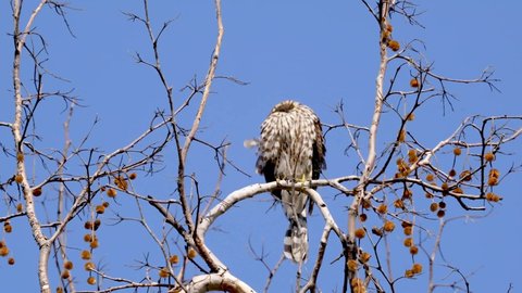 A Coopers Hawk looks for its next meal at the Sepulveda Wildlife Reserve in southern California.