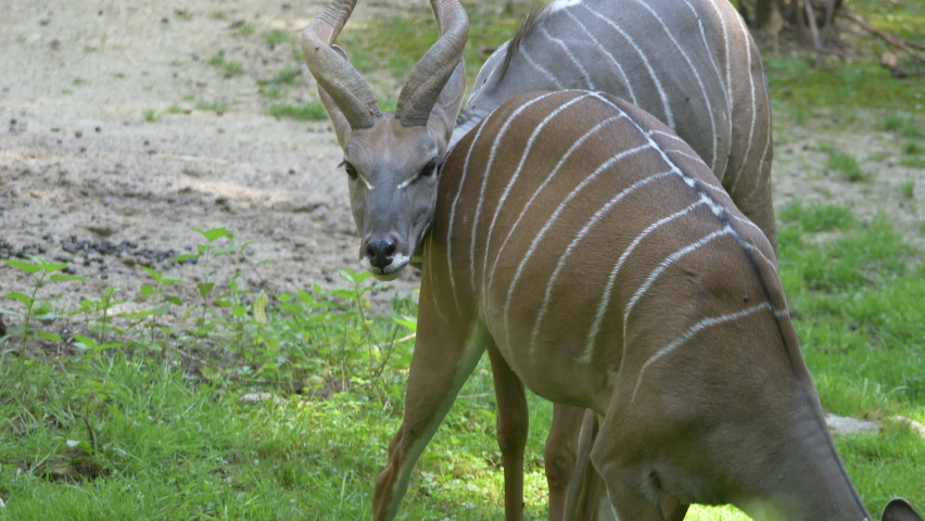Close up shot of scared Lesser Kudu Antelopes shaking with body outdoors in nature