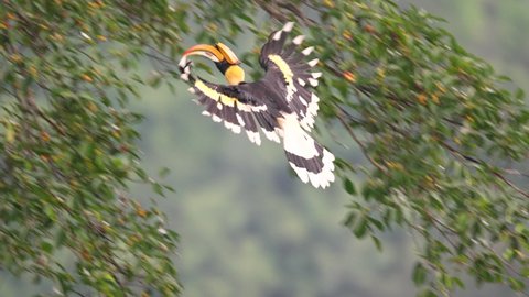 Beautiful bird, uprisen angle view, side shot, Great hornbill known as great Indian hornbill, great pied hornbill, sitting gracefully on banyan tree in the nature, southern Thailand