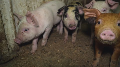 Close Up Of Small Curious Baby Pigs With Dirty Noses. Cute Domestic Baby Pigs Walking On Dirt Inside Pigpen. Dirty Baby Pigs At Animal Husbandry Farm. Agriculture. Barn. Raising Livestock