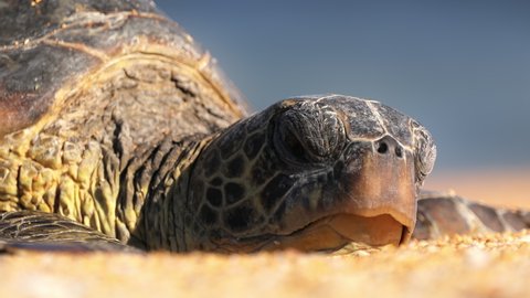 Close up head sea turtle screwing up eyes toward bright summer sun while peacefully sleeping on paradise beach on summer day. Beautiful turtle on Hawaii beach at blue sea USA. 4K wildlife conservation