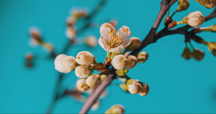 Spring flowers bloom. Timelapse shot of blossoming flowers against a blue background. Blooming gardens close-up shot of accelerated time. Flowering of a fruitful plant, apple, pear, plum, apricot. Hig Royalty-Free Stock Footage #1079884457