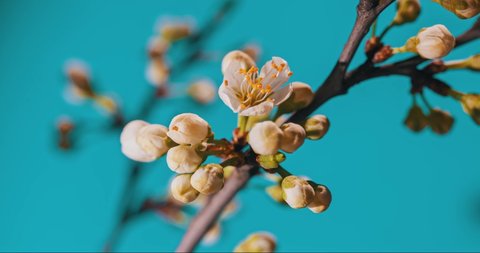 Spring flowers bloom. Timelapse shot of blossoming flowers against a blue background. Blooming gardens close-up shot of accelerated time. Flowering of a fruitful plant, apple, pear, plum, apricot. Hig
