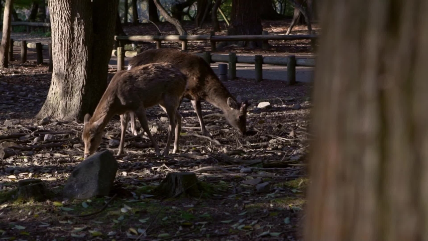 Slow motion of Sika deer live freely in a Japanese Nara Park. A young wild Cervus nippon during spring season. Tourist attraction of Japan. Natural parks of the world.-Dan