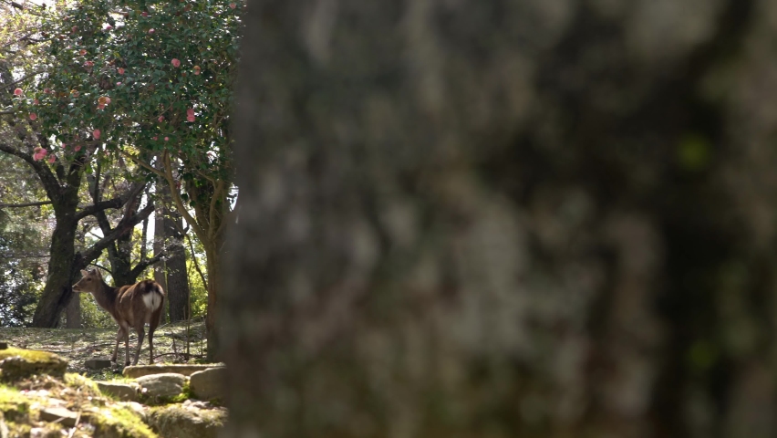 Sika deer live freely in a Japanese Nara Park. A young wild Cervus nippon during spring season. Tourist attraction of Japan. Natural parks of the world.-Dan