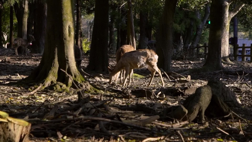 Sika deer live freely in a Japanese Nara Park. A young wild Cervus nippon during spring season. Tourist attraction of Japan. Natural parks of the world.-Dan