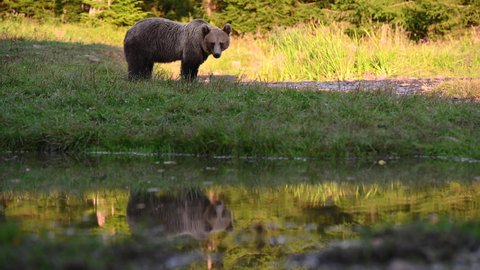 Eurasian Brown Bear (ursus arctos arctos) next to a small pond int the forest. Location: Hargita Mountains, Carpathians, Transylvania, Romania. 