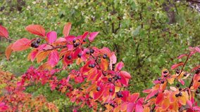 Indian Summer is a background of red, multi-colored cotoneaster leaves waving in the wind. Looped video.