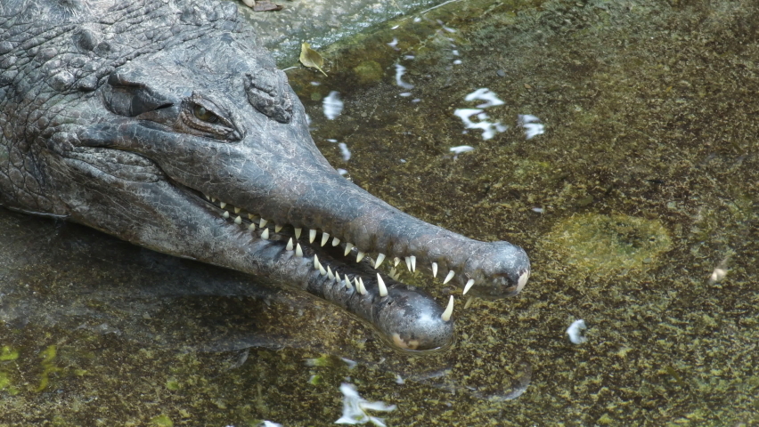 False gharial or Tomistomain a riverside in a natural park