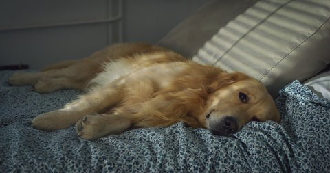 Cinematic shot of cute golden retriever dog is looking in camera while lying comfortably quite asleep on bed of owner in bedroom at home.