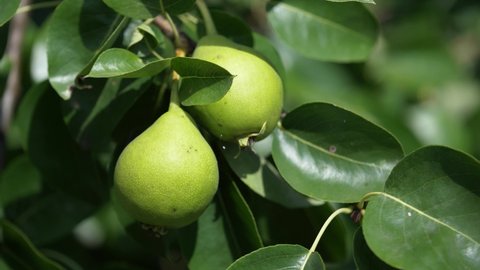 Two beautiful green pears on a tree branch. Pears taken on a close-up video.

