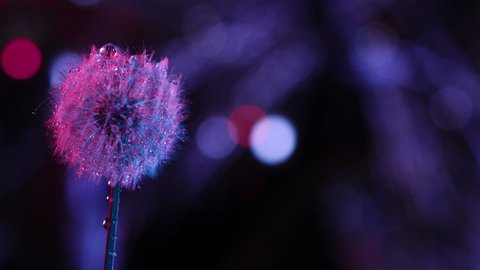 Dandelion blowing away with seeds in beautiful neon light