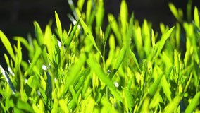 Fresh green grass with dew drops clips, dew drops on green grass footage, rain drops on green grass video. closeup 4k