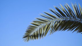 Palm trees against blue sky. Palm trees at beach. View of nice tropical background. Tops of palm trees against the background of the sunny sky. 4k video in ProRes