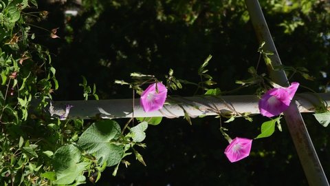 Climbing plant blossoms vertical video with copy space. Floral background with Morning glory flowers or Convolvulus sabatius. Ipomoea purpurea flowers and leaves sway in wind at ornamental garden