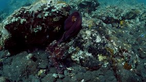 Extremely rare video - mating two Octopuses. Underwater world of Tulamben, Bali, Indonesia. 
