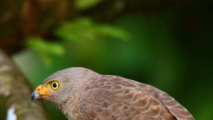 Roadside Hawk - Rupornis magnirostris relatively small bird of prey found in the Americas, marginally the smallest hawk in the genus Buteo, although Ridgway