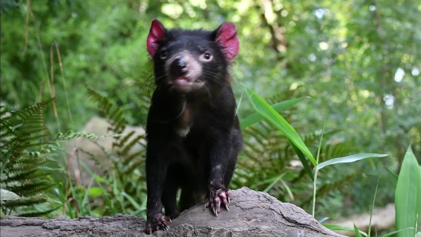 Tasmanian devil (Sarcophilus harrisii), largest carnivorous marsupial native to Australia | Shutterstock HD Video #1079906639